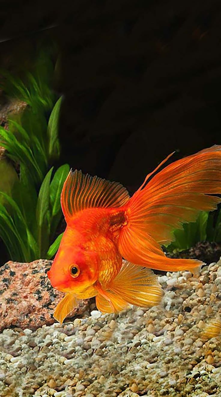 Gold Fish