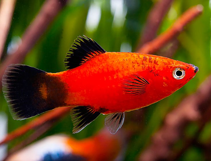 Platy