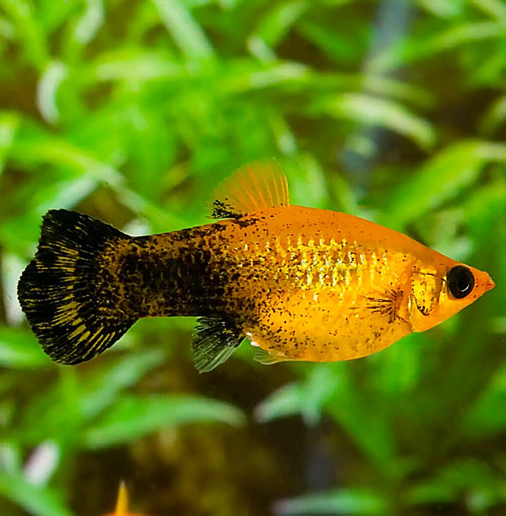 Sailfin Molly
