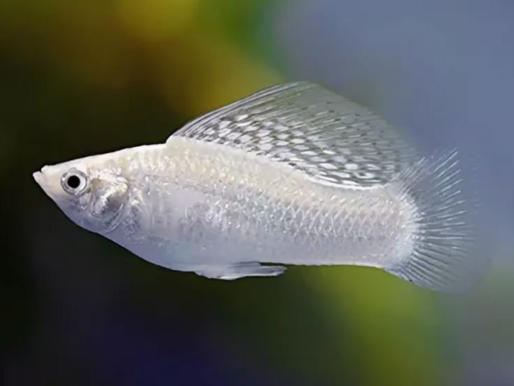 Silver Sailfin Molly