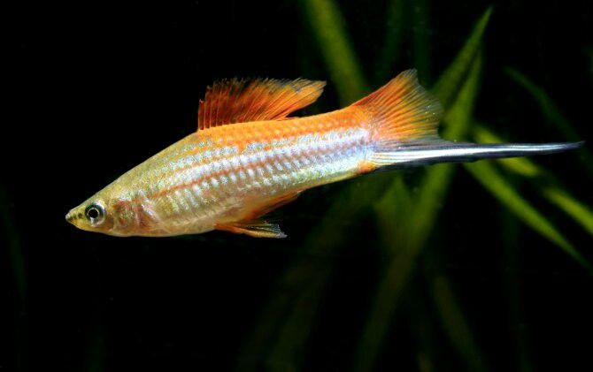 Swordtail